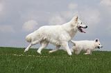 BERGER BLANC SUISSE - ADULTS ET PUPPIES 030